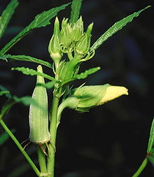 bhindi_okra